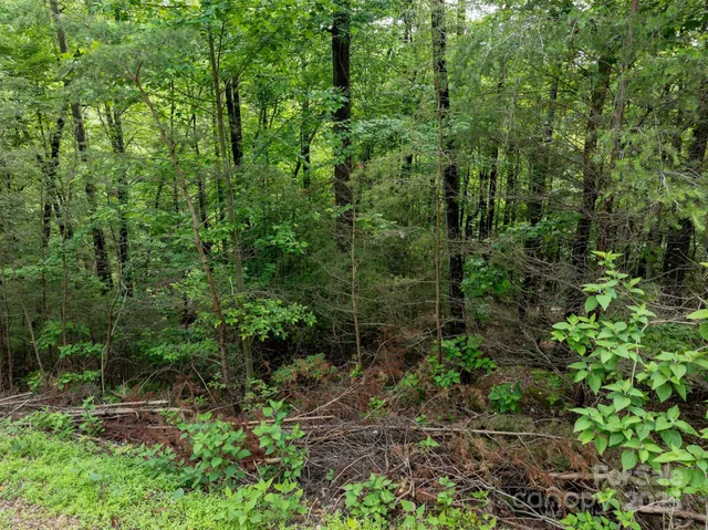 a view of a forest with trees and bushes