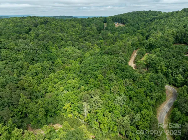 a view of a lush green forest