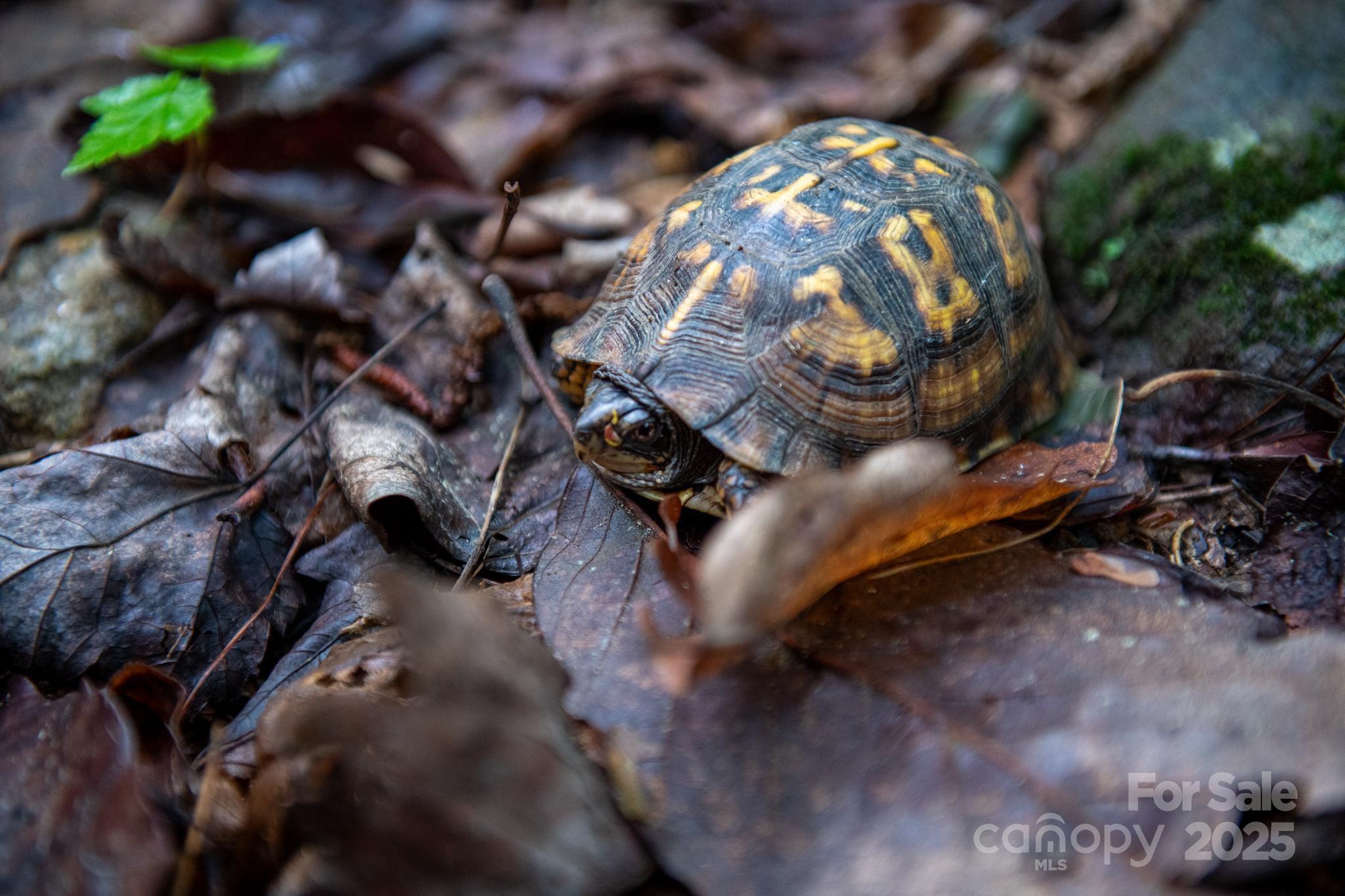 0 Wheel Team Trail, Unit 44 McGrady, NC 28649 - Photo 45 of 48 a view of a plant