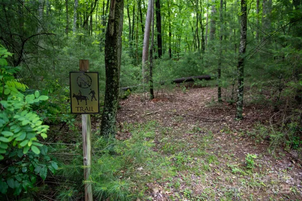 a view of a forest that has large trees