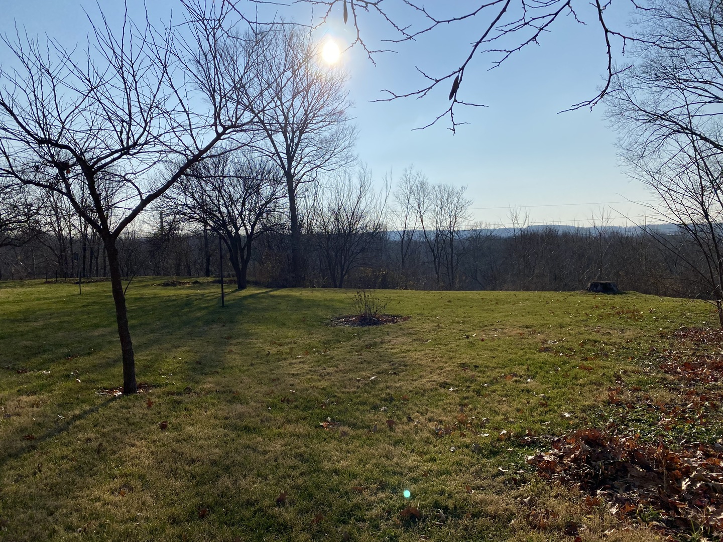 227 East Caroline Street Spring Valley, IL 61362 - Photo 4 of 16 a view of a yard with a tree