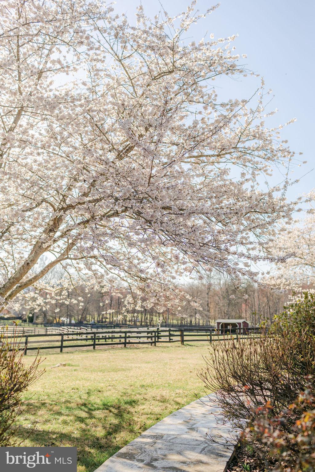 11612 Putnams Mill Road Hume, VA 22639 - Photo 12 of 49 Gorgeous Trees