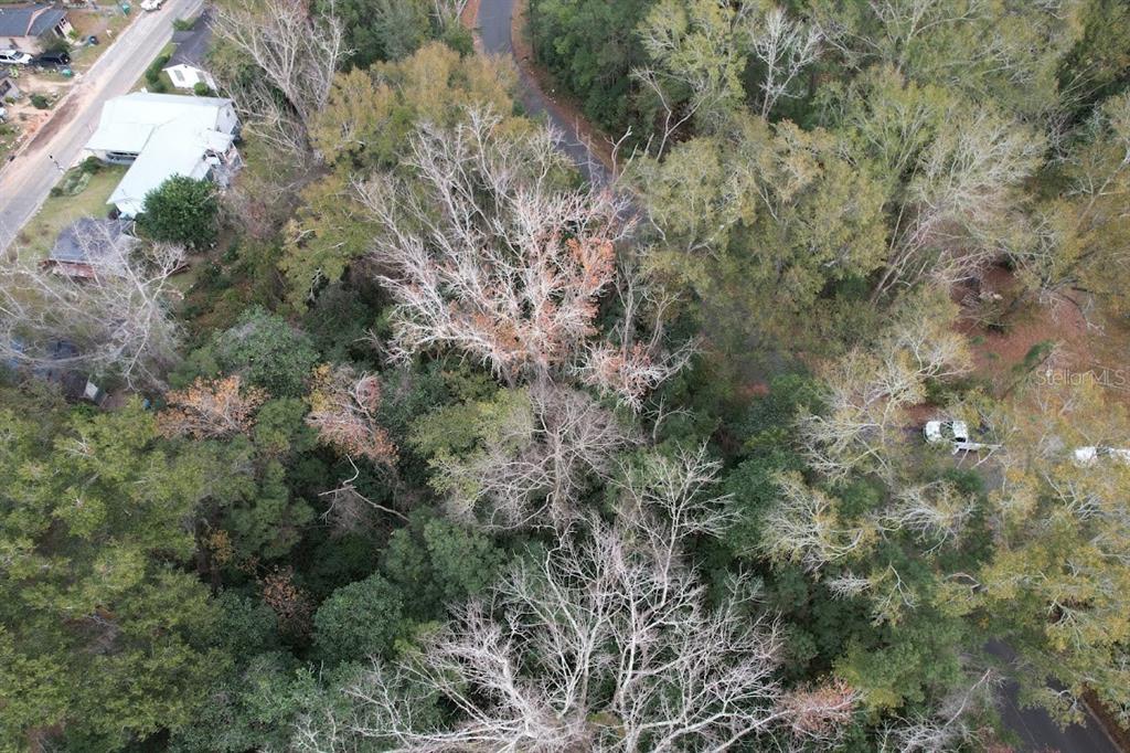 a view of a forest with lots of trees
