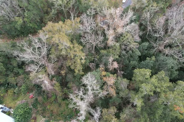 a view of a forest with a tree