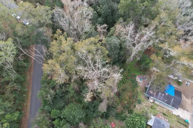 a view of a forest with a tree