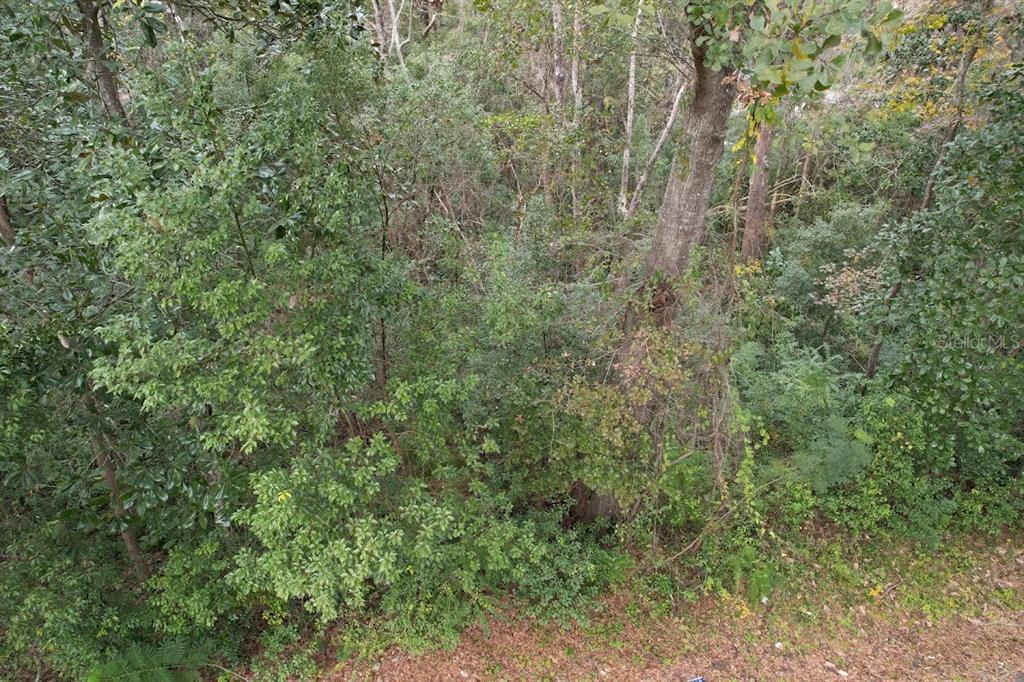 3 Station Street Quincy, FL 32351 - Photo 6 of 9 a view of a forest with a tree
