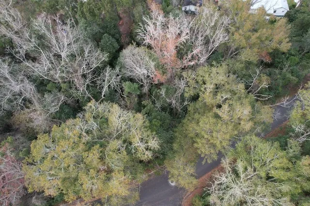 a view of a forest with a tree