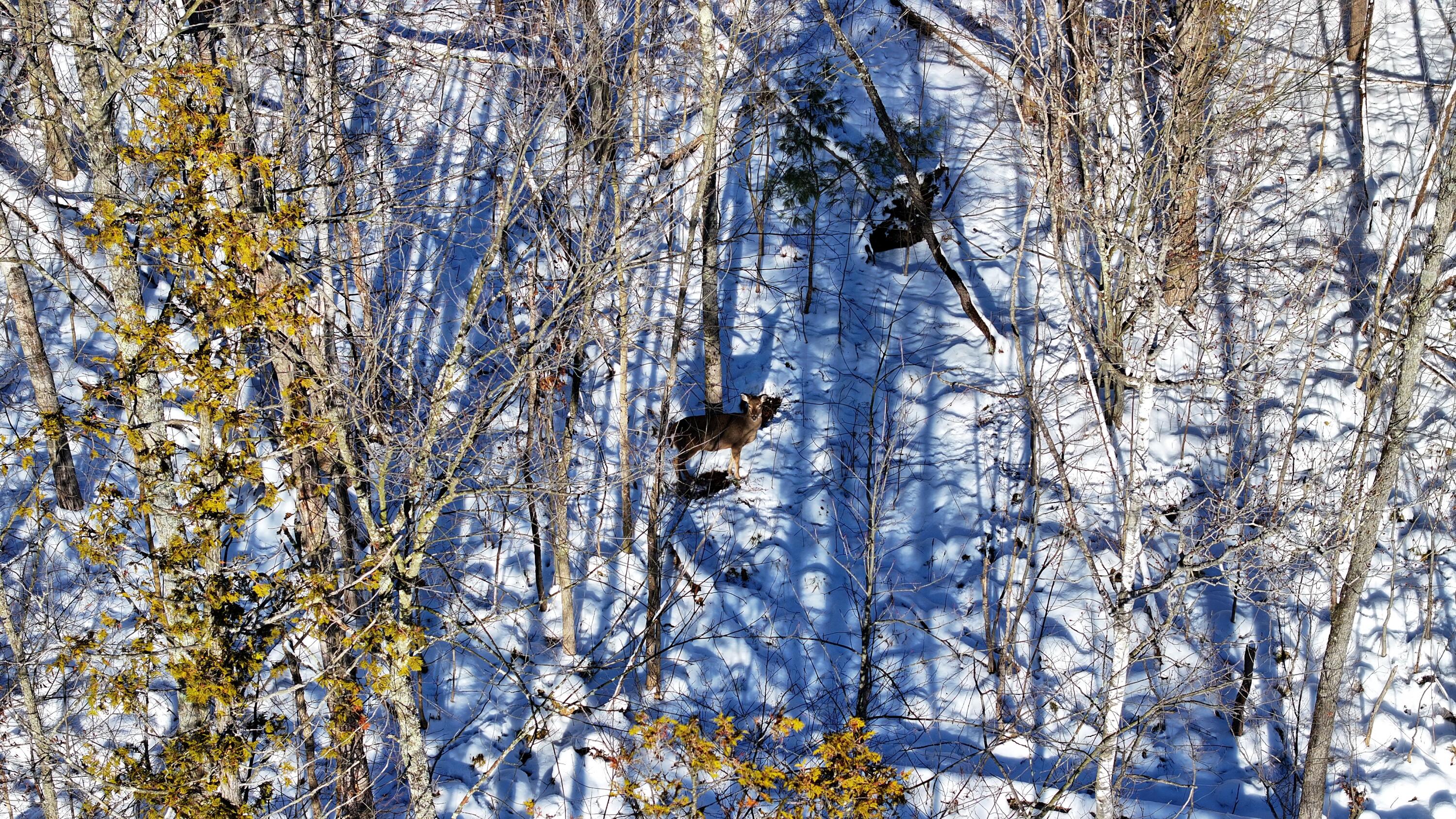 3435 18 Mile Road Northeast Cedar Springs, MI 49319 - Photo 13 of 21 13