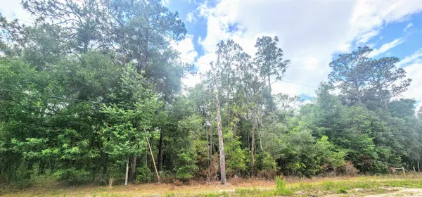 a view of a forest with trees in the background