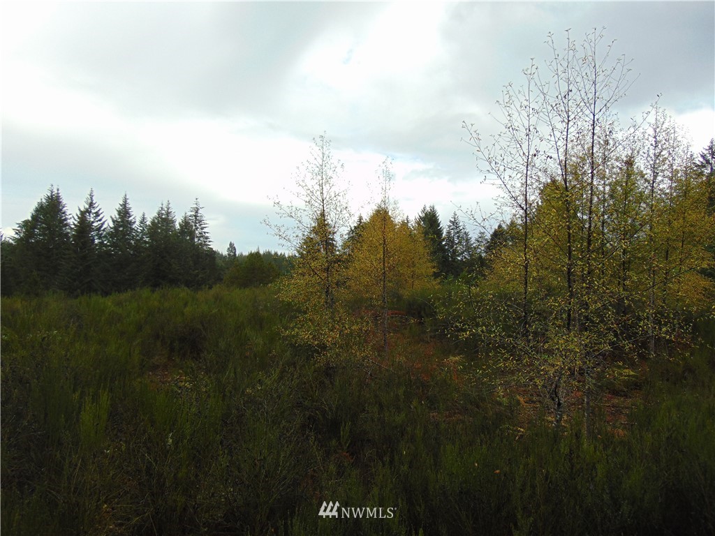 6-acres East Capital Prairie Road Shelton, WA 98584 - Photo 3 of 3 Gallery Image 3