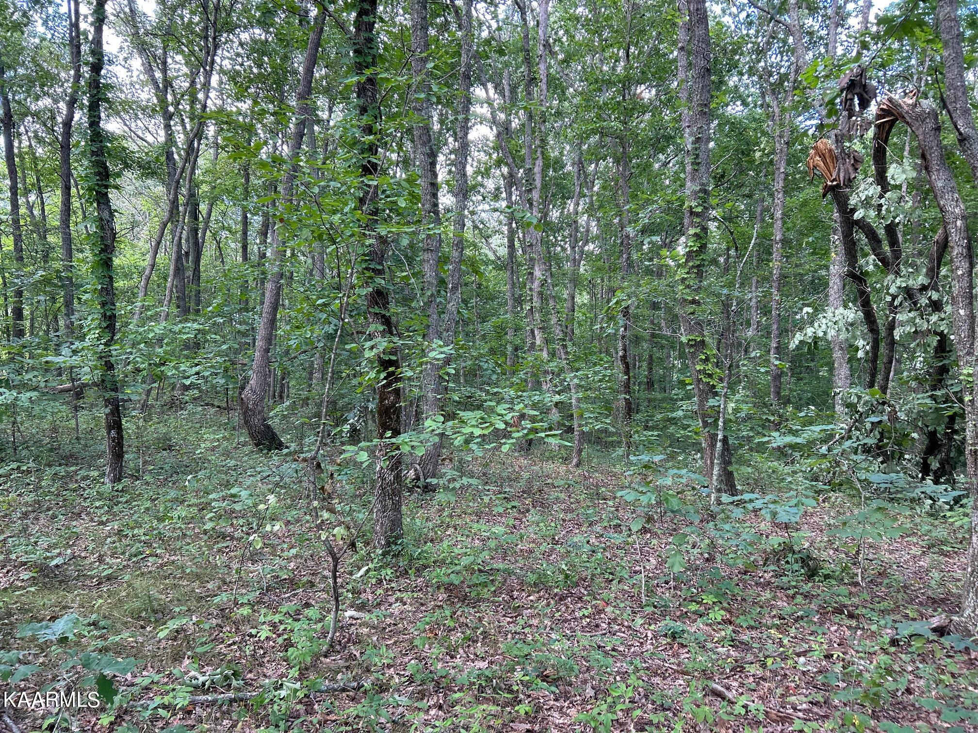16-acres Raccoon Ridge Road Spring City, TN 37381 - Photo 11 of 12 IMG_2295