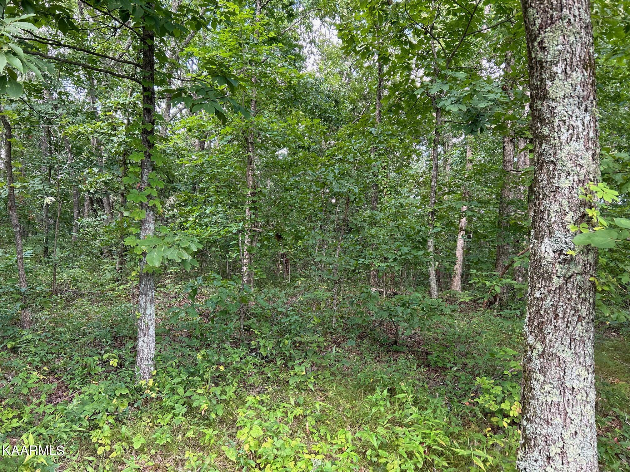 16-acres Raccoon Ridge Road Spring City, TN 37381 - Photo 12 of 12 IMG_2293