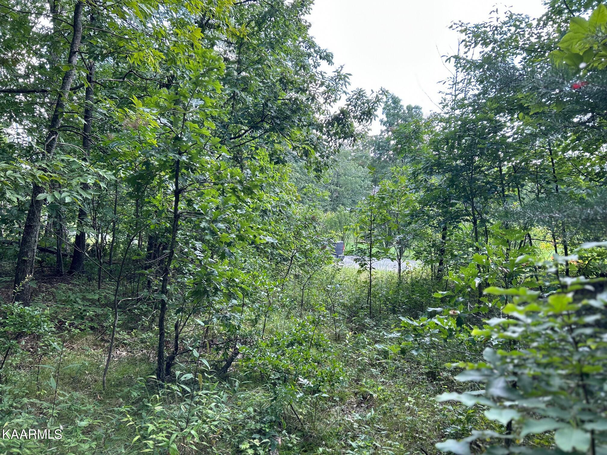 16-acres Raccoon Ridge Road Spring City, TN 37381 - Photo 3 of 12 IMG_2294