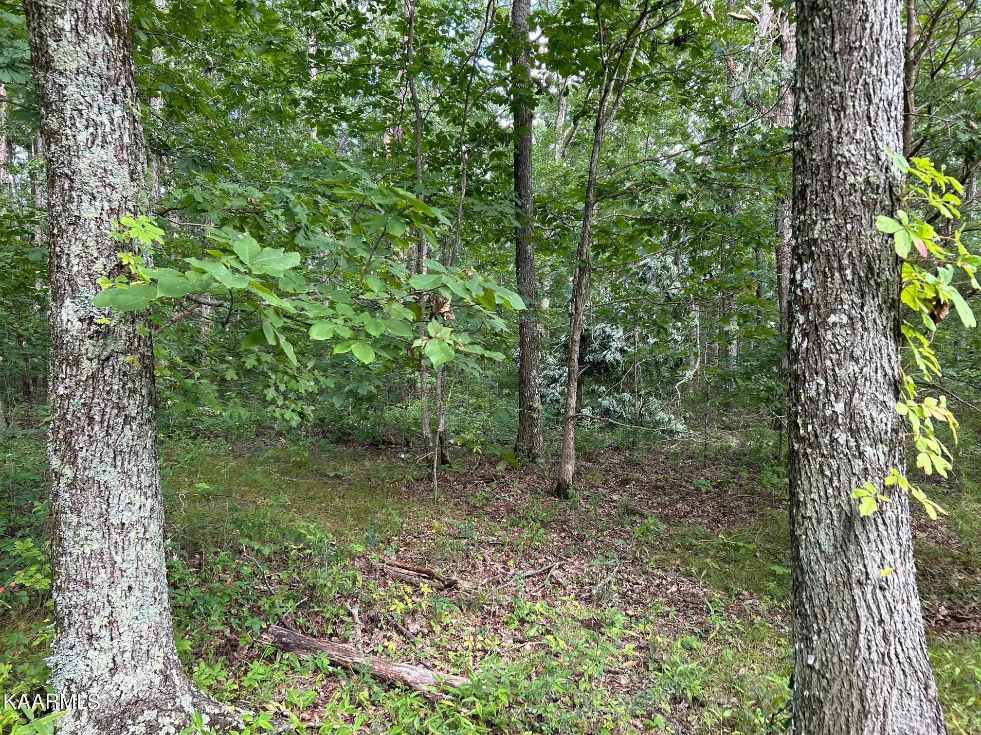 16-acres Raccoon Ridge Road Spring City, TN 37381 - Photo 4 of 12 IMG_2292