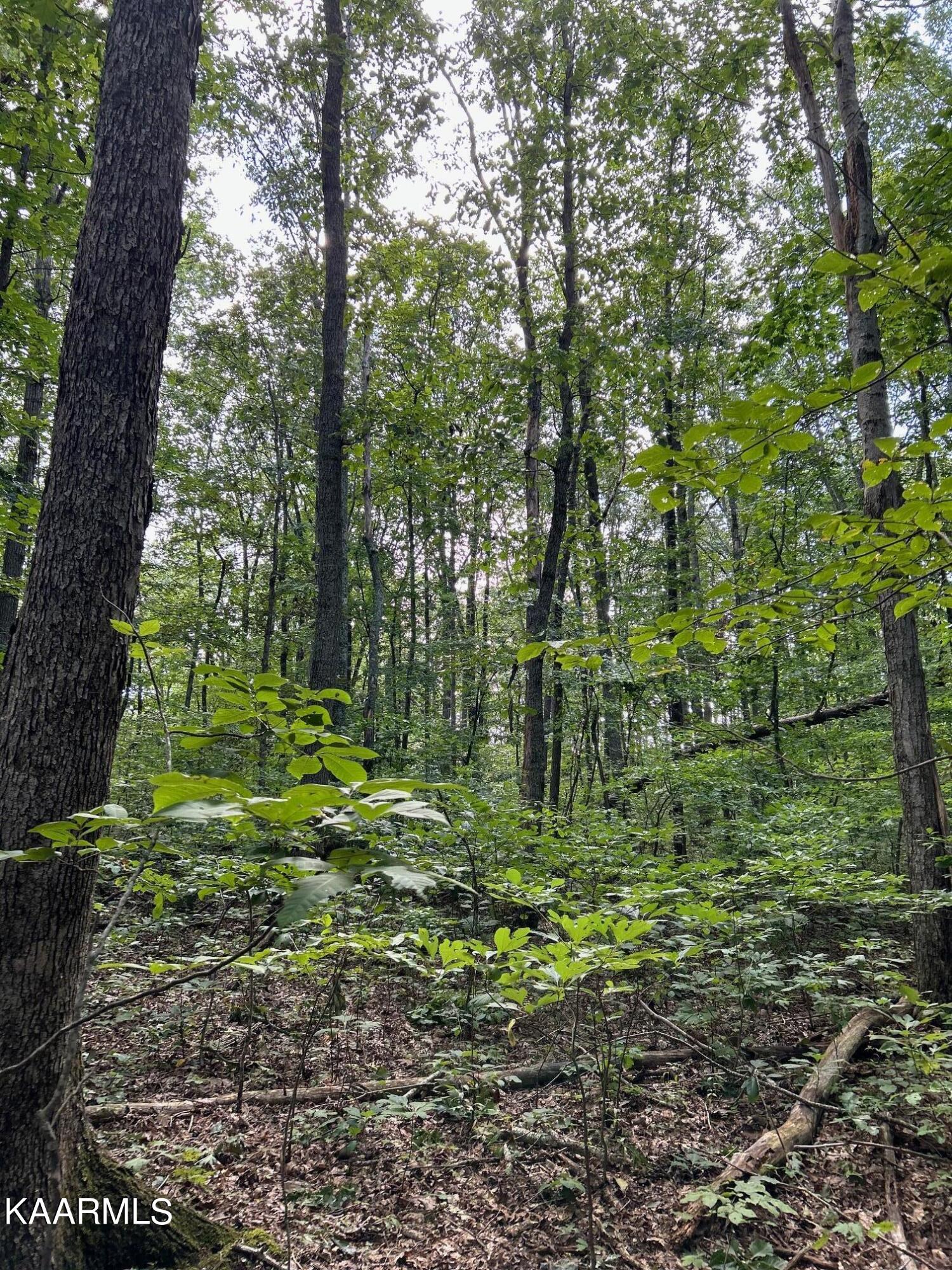 16-acres Raccoon Ridge Road Spring City, TN 37381 - Photo 6 of 12 IMG_2300