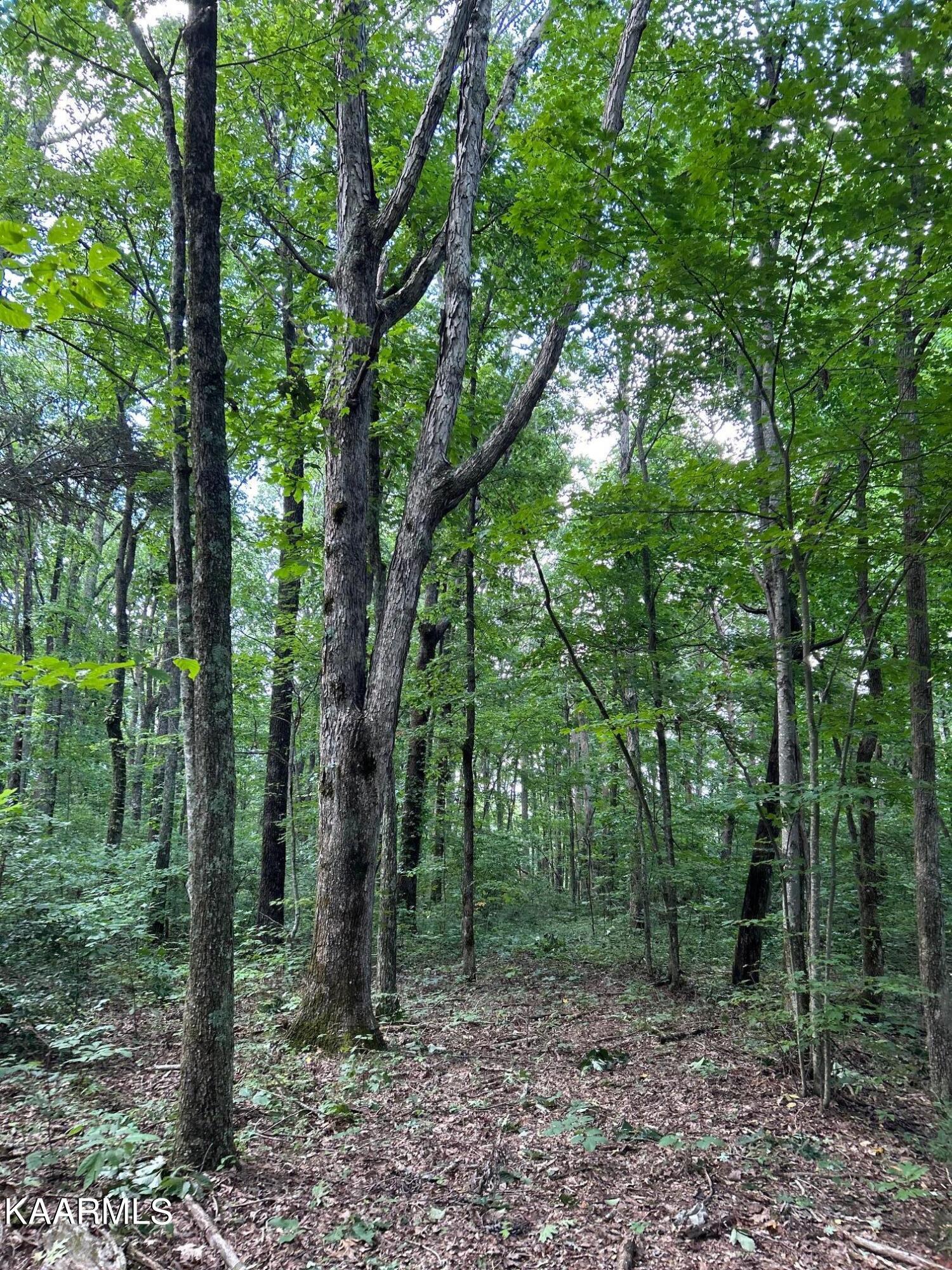 16-acres Raccoon Ridge Road Spring City, TN 37381 - Photo 7 of 12 IMG_2299