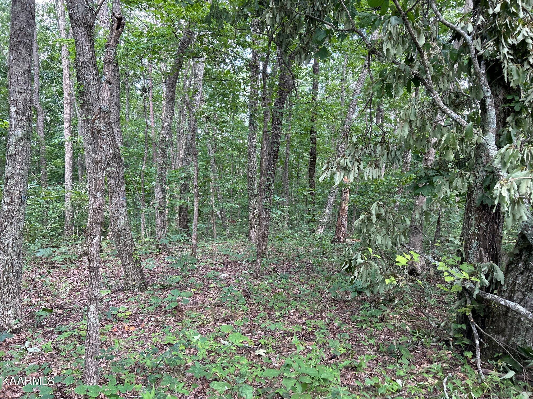 16-acres Raccoon Ridge Road Spring City, TN 37381 - Photo 10 of 12 IMG_2296