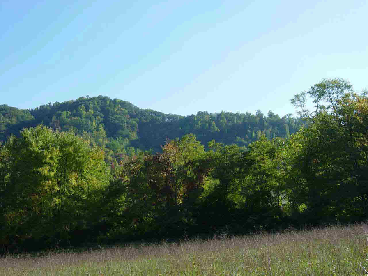 Ridge Street Lovingston, VA 22949 - Photo 1 of 5 a view of a bunch of trees and bushes