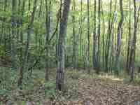 Ridge Street Lovingston, VA 22949 - Photo 2 of 5 a view of a forest that has a tree