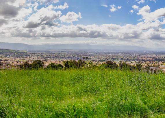 a view of a city with lush green forest