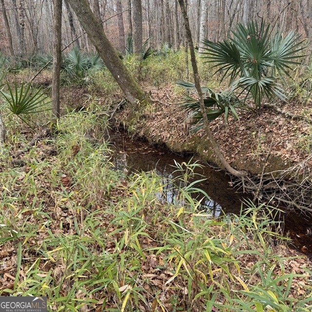 198-acres Dennis Creek Road Talbotton, GA 31827 - Photo 16 of 35 a plant is in the garden