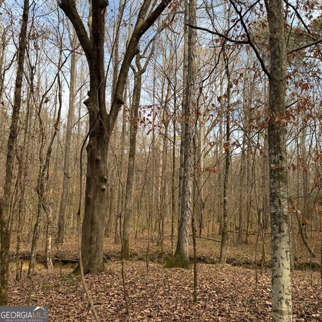 198-acres Dennis Creek Road Talbotton, GA 31827 - Photo 17 of 35 a view of a yard with trees