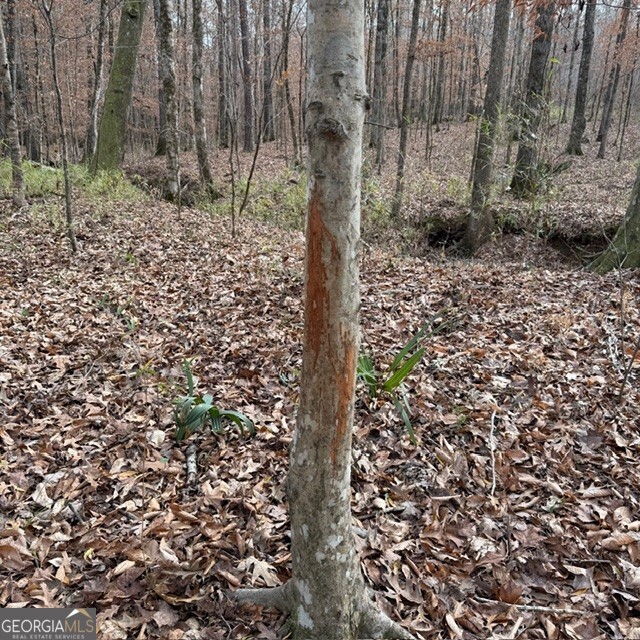 198-acres Dennis Creek Road Talbotton, GA 31827 - Photo 6 of 35 a view of a backyard of the house