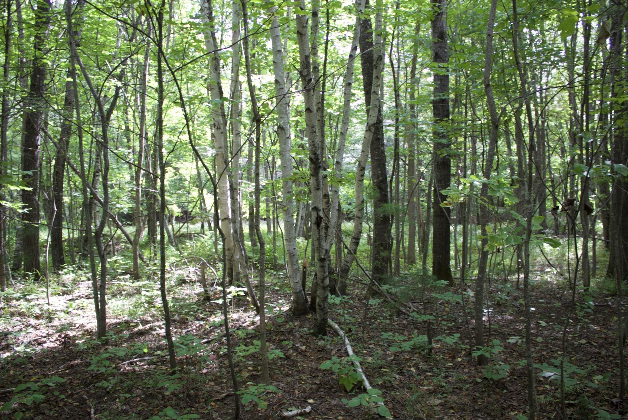 20 A Pleasant Street Peru, ME 04290 - Photo 11 of 14 Screen Shot 2021-09-13 at 5.42.45 PM