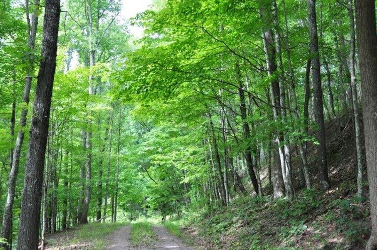 44 Duncan Branch Road Meadow Bridge, WV 25976 - Photo 29 of 35 Gallery Image 29