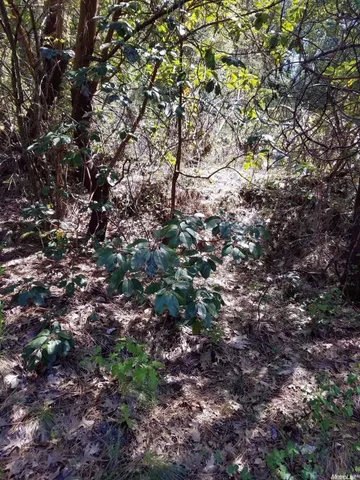 a view of a yard with a street view