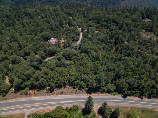 a view of a lush green forest with a street