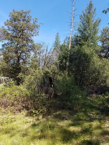 a view of a tree with a tree