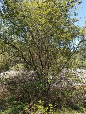 a view of a large tree