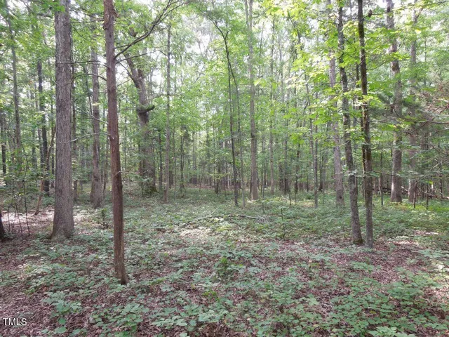 a view of a forest with trees in the background