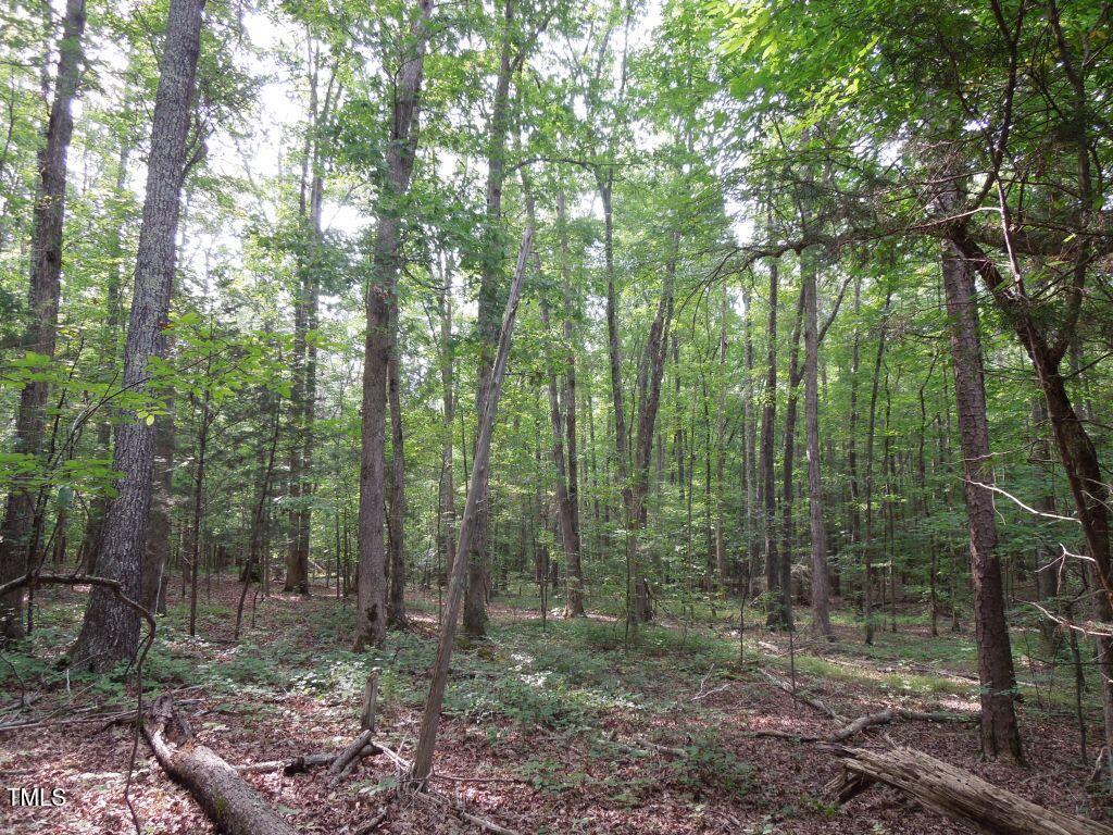 0 Webb Chapel Road Oxford, NC 27565 - Photo 14 of 17 a view of a forest that has large trees