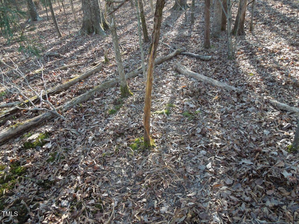 0 Webb Chapel Road Oxford, NC 27565 - Photo 16 of 17 a close up of a tree