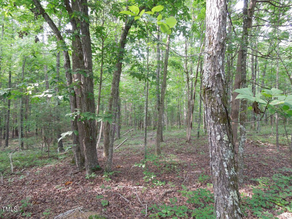 0 Webb Chapel Road Oxford, NC 27565 - Photo 8 of 17 a view of a forest that has large trees