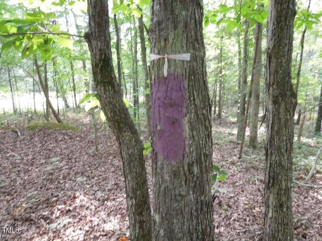 a view of a yard with large trees
