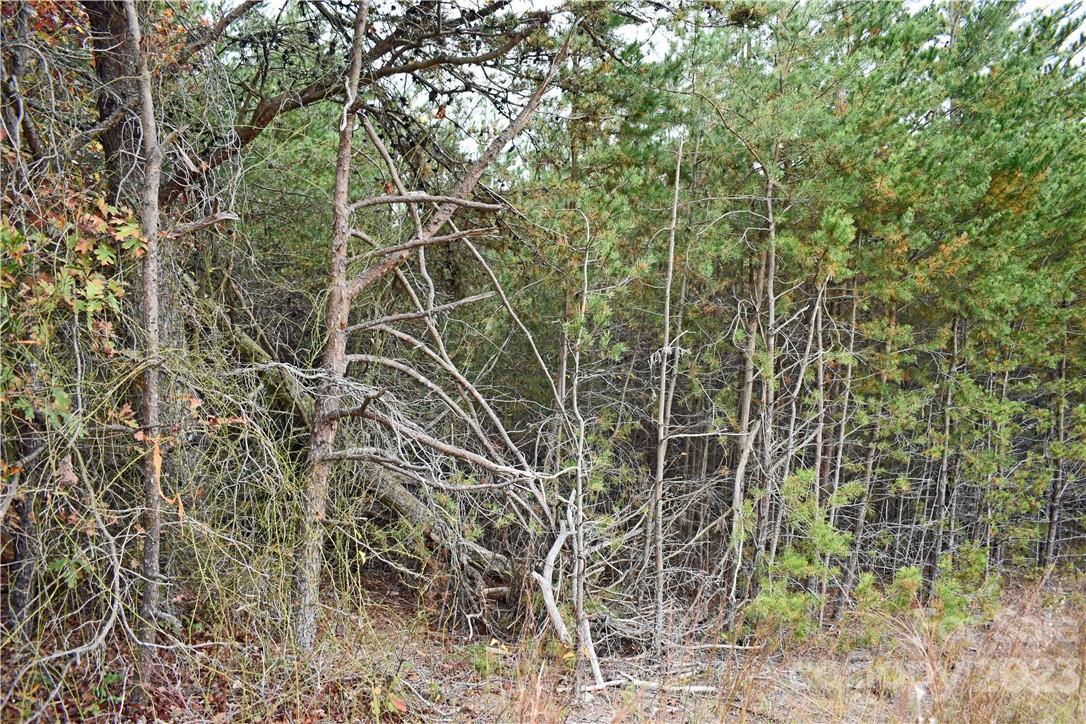 5342 Hope Road Vale, NC 28168 - Photo 18 of 39 a close up of a plant in a garden