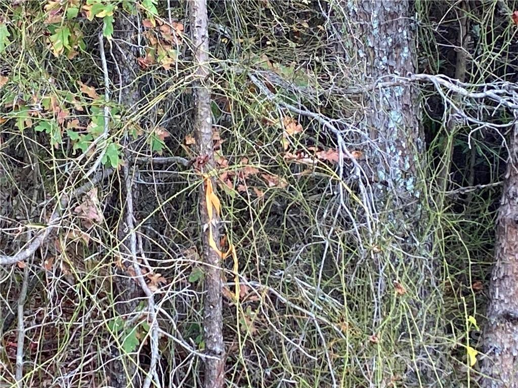 5342 Hope Road Vale, NC 28168 - Photo 31 of 39 a picture of a tree