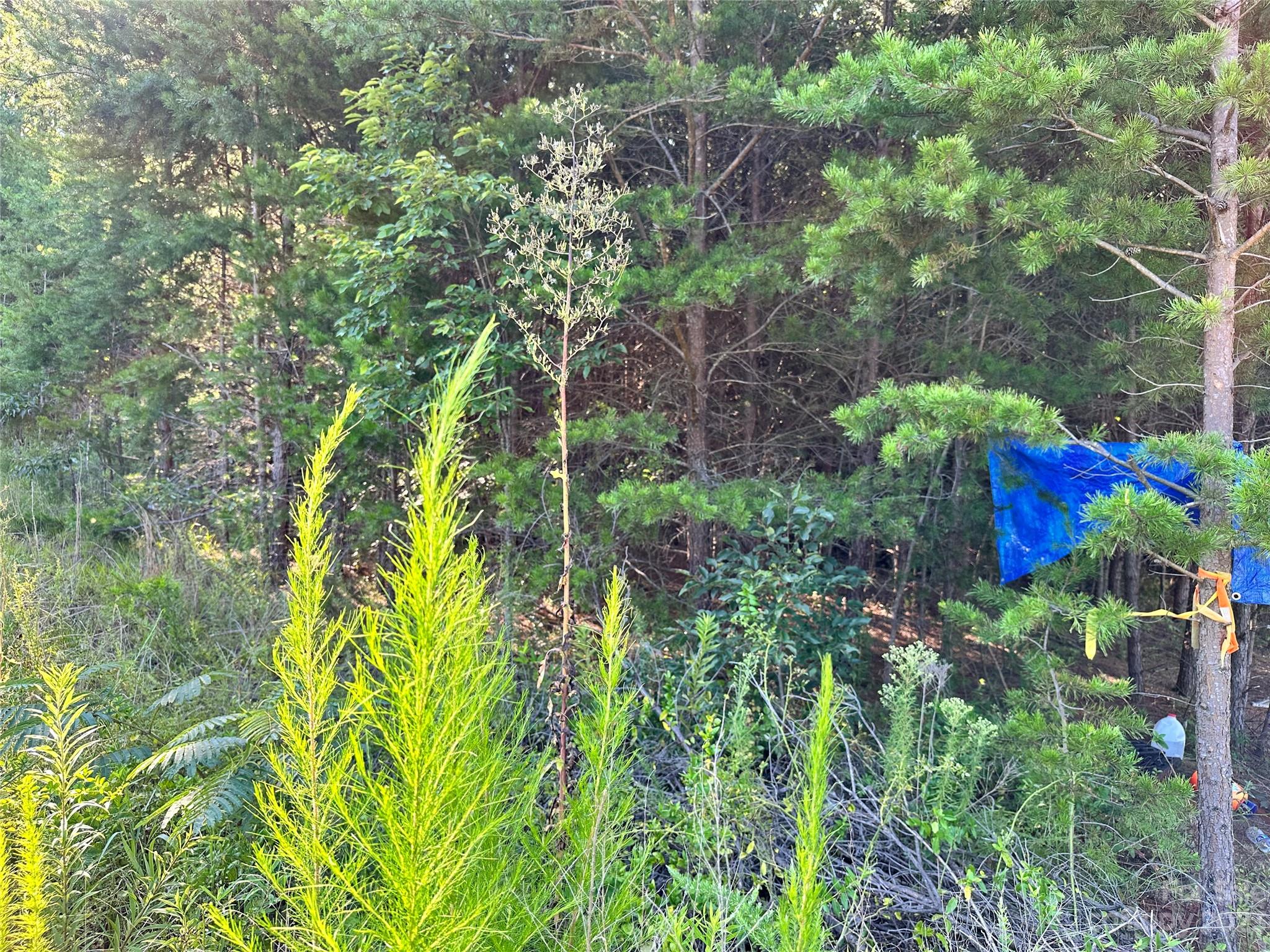 5342 Hope Road Vale, NC 28168 - Photo 37 of 39 a view of a garden with plants