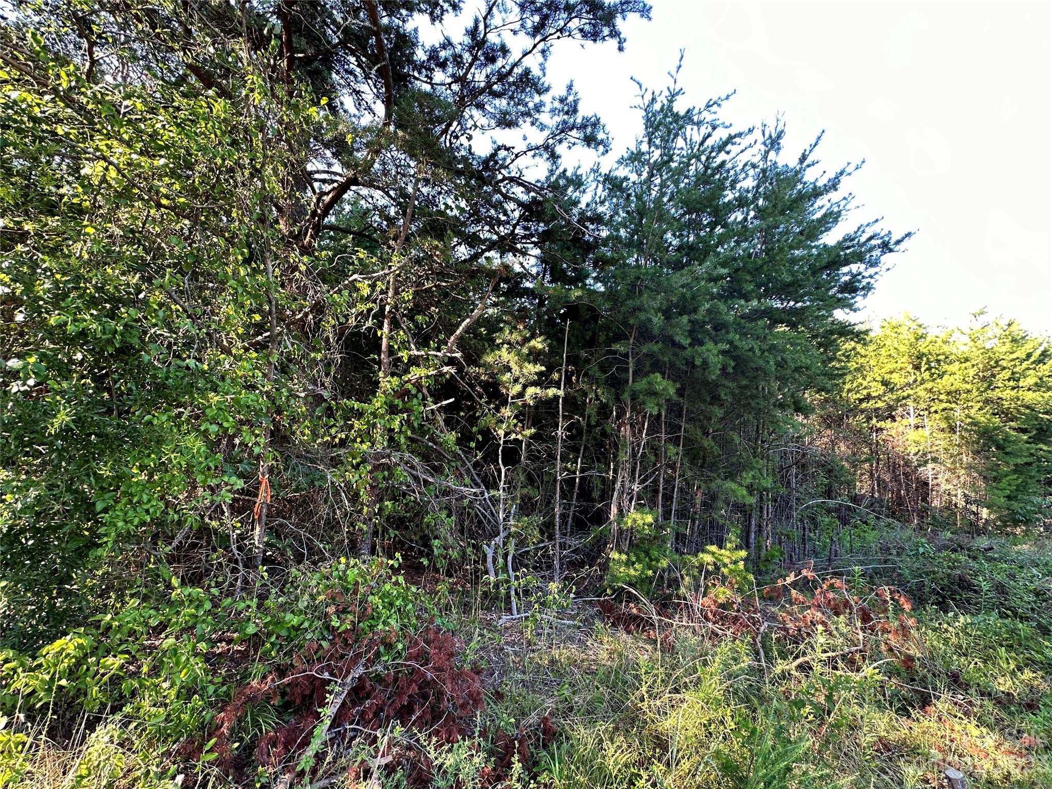 5342 Hope Road Vale, NC 28168 - Photo 39 of 39 a view of tree