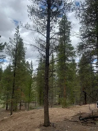 a view of a forest with trees