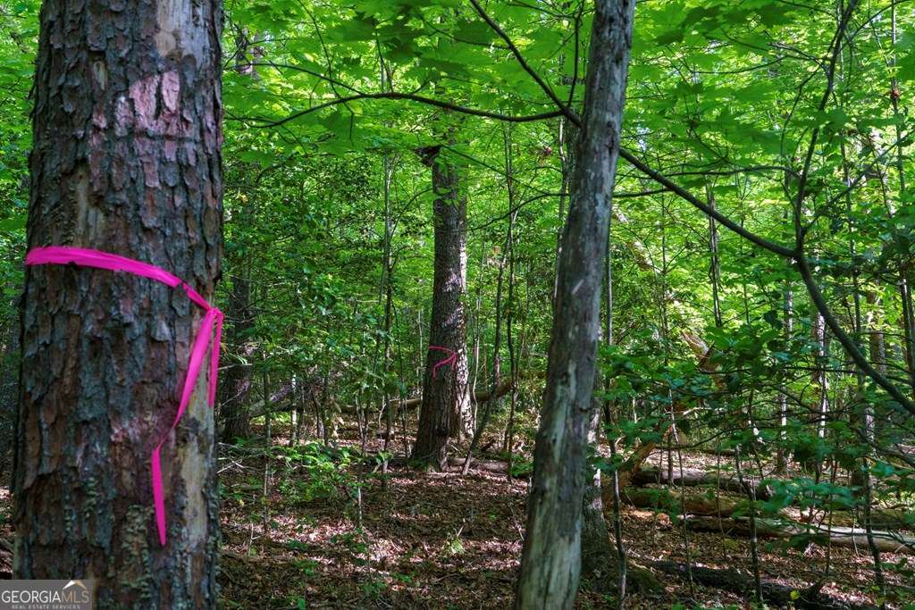 1 West Gum Log Road Warne, NC 28909 - Photo 23 of 26