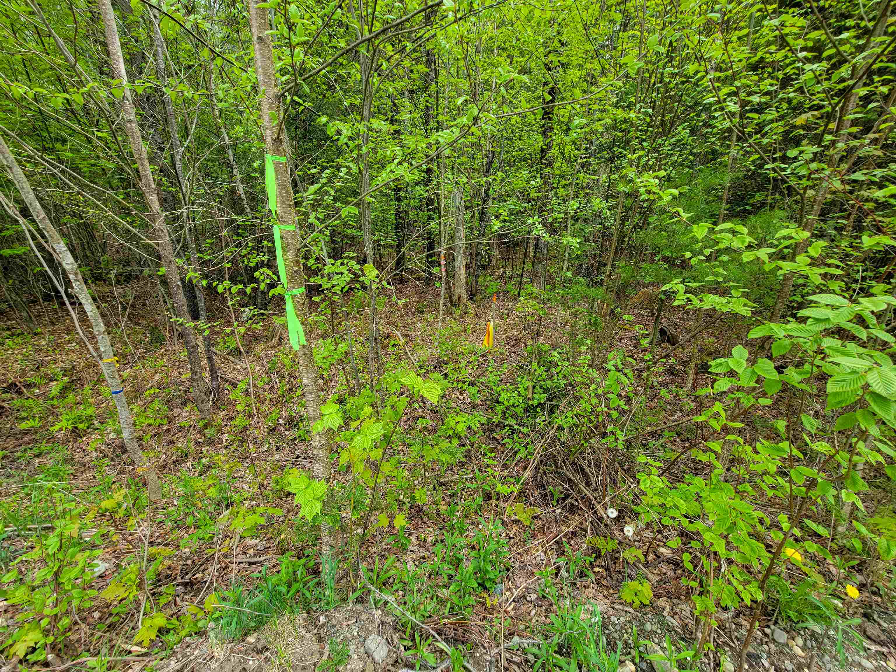 720 Brookview Lane Wolcott, VT 05680 - Photo 8 of 48