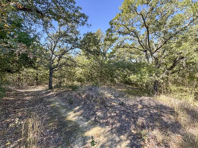 a view of a yard with plants and trees