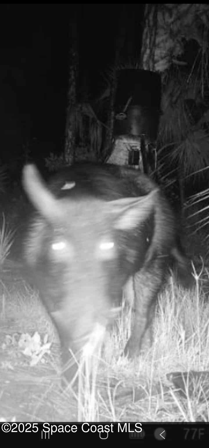 0 Holopaw Groves Rd Street St. Cloud, FL 34773 - Photo 4 of 6 a view of parking area