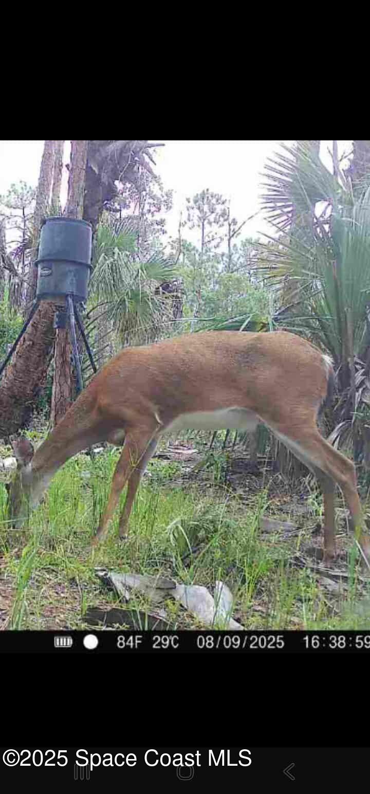 0 Holopaw Groves Rd Street St. Cloud, FL 34773 - Photo 5 of 6 a view of outdoor space and yard