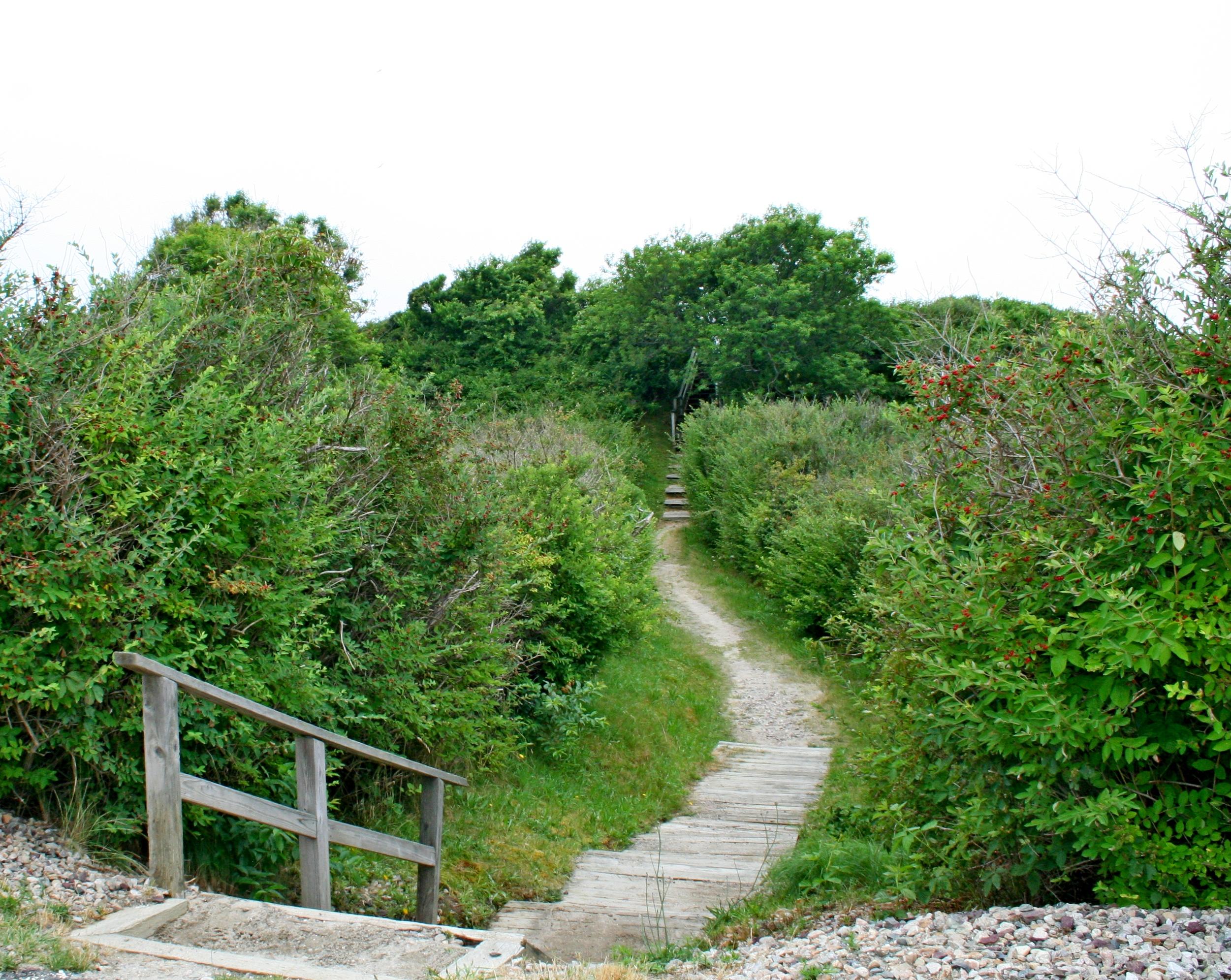 5 Parker Drive Truro, MA 02666 - Photo 18 of 20 a view of a yard with plants and a wooden fence