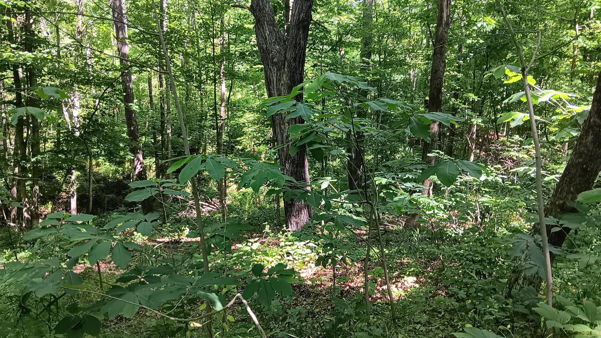 0 681st Road, Unit ALBANY HIDEAWAY TRACT 4) Albany, OH 45710 - Photo 24 of 47